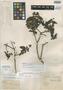 Eugenia acka DC., PERU, J. Dombey, Isotype, F