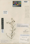 Rhynchotheca diversifolia Kunth, ECUADOR, A. J. A. Bonpland s.n., Isotype, F