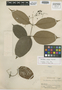 Mollinedia killipii J. F. Macbr., PERU, E. P. Killip 29751, Holotype, F