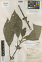 Besleria ignea var. mexiae Morton, PERU, Y. Mexia 6447A, Isotype, F