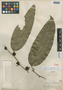 Smilax bella J. F. Macbr., Peru, G. Klug 374, Holotype, F