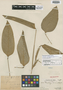 Monotagma dolosum J. F. Macbr., Peru, Ll. Williams 5025, Holotype, F