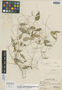 Dioscorea quispicanchensis R. Knuth, PERU, A. Weberbauer 7810, Isotype, F