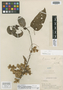 Dioscorea ramonensis R. Knuth, PERU, E. P. Killip 24903, Isotype, F