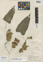 Dioscorea pinedensis R. Knuth, PERU, E. P. Killip 23610, Isotype, F