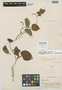 Dioscorea ainensis R. Knuth, PERU, E. P. Killip 22742, Isotype, F