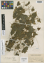 Dioscorea chancayensis R. Knuth, PERU, A. Weberbauer 7486, Holotype, F