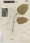 Dioscorea klugii R. Knuth, PERU, G. Klug 344, Holotype, F