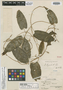 Dioscorea longirachis R. Knuth, PERU, A. Weberbauer 7862, Holotype, F
