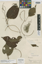 Dioscorea nicolasensis R. Knuth, PERU, E. P. Killip 26075, Isotype, F