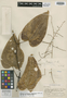 Dioscorea perenensis R. Knuth, PERU, E. P. Killip 25414, Isotype, F