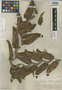 Heliconia standleyi J. F. Macbr., Peru, E. P. Killip 27444, Holotype, F