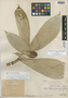 Costus puchucupango J. F. Macbr., Peru, Ll. Williams 4570, Holotype, F