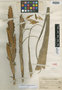 Tillandsia harmsiana L. B. Sm., PERU, J. F. Macbride 3272, Holotype, F