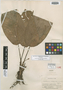Xanthosoma trichophyllum K. Krause, Peru, E. P. Killip 29640, Isotype, F