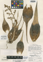 Tillandsia tetrantha var. ramosior L. B. Sm., PERU, P. C. Hutchison 5669, Isotype, F