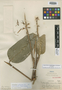 Ischnosiphon verruculosus J. F. Macbr., Peru, G. Klug 430, Holotype, F