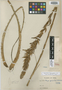 Puya gracilis L. B. Sm., PERU, A. Weberbauer 6474, Holotype, F