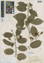 Passiflora cirrhipes Killip, PERU, G. Klug 3883, Isotype, F