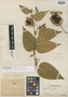 Passiflora loretensis Killip, PERU, Ll. Williams 3086, Isotype, F