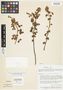 Oxalis latemucronata Lourteig, Peru, M. T. Madison 10318, Isotype, F