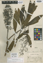 Bocconia macbrideana Standl., PERU, A. Weberbauer 6619, Holotype, F