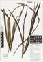 Gulubia costata (Becc.) Becc., punu, Papua New Guinea, G. D. Weiblen WP1B0056, F