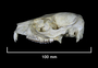 17504_Heterohyrax_brucei_hindei