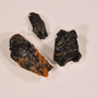 funded by Rob Gordon: Agathis australis Steud., Kauri Coal, NEW ZEALAND, F