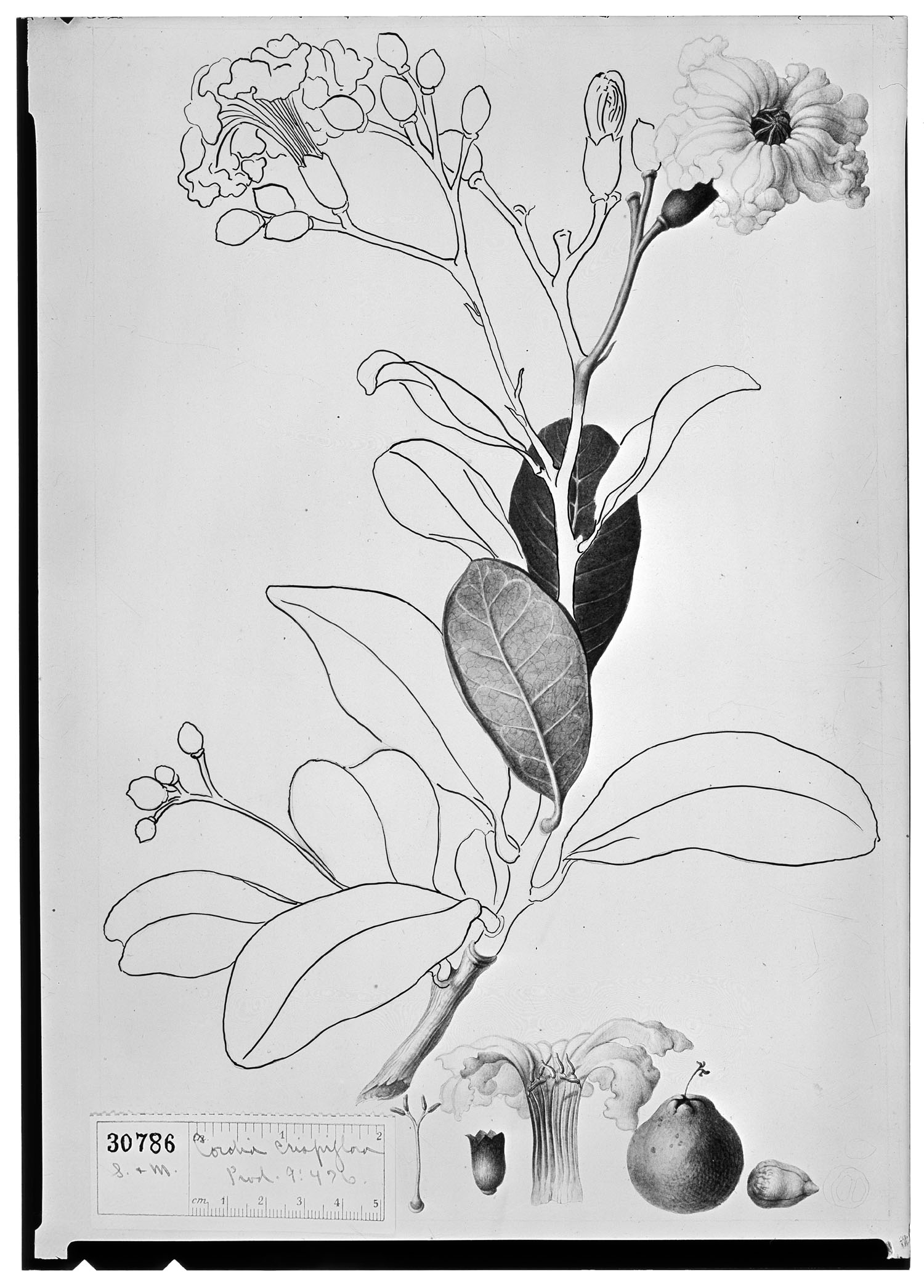Cordia crispiflora image