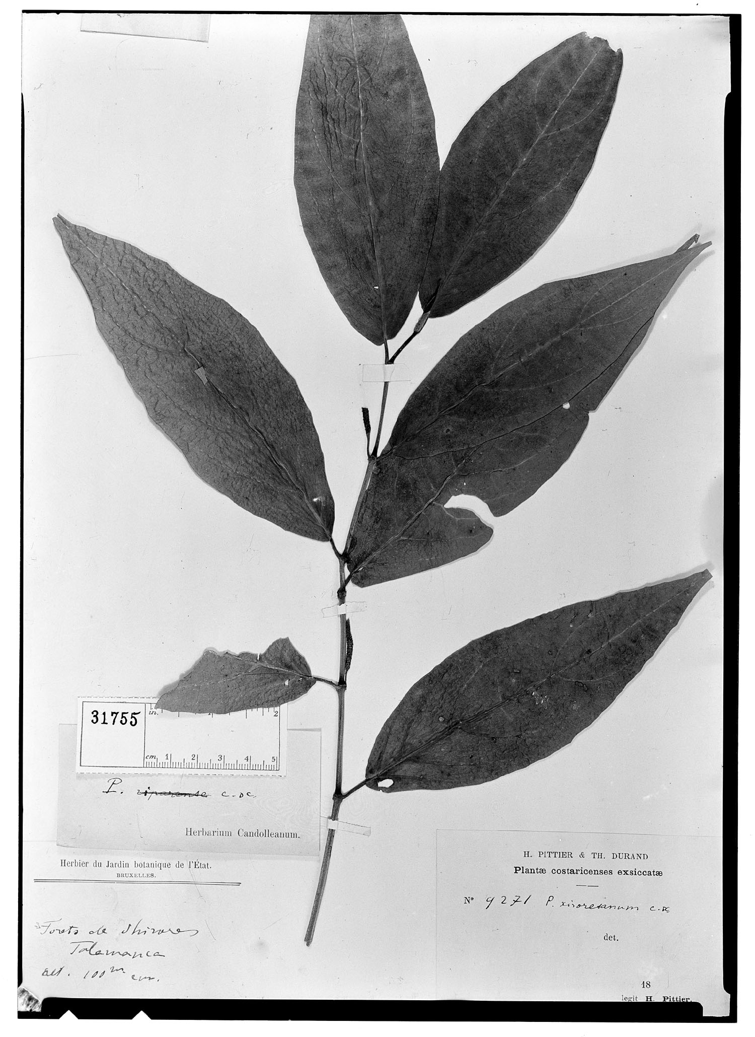 Piper xiroresanum image