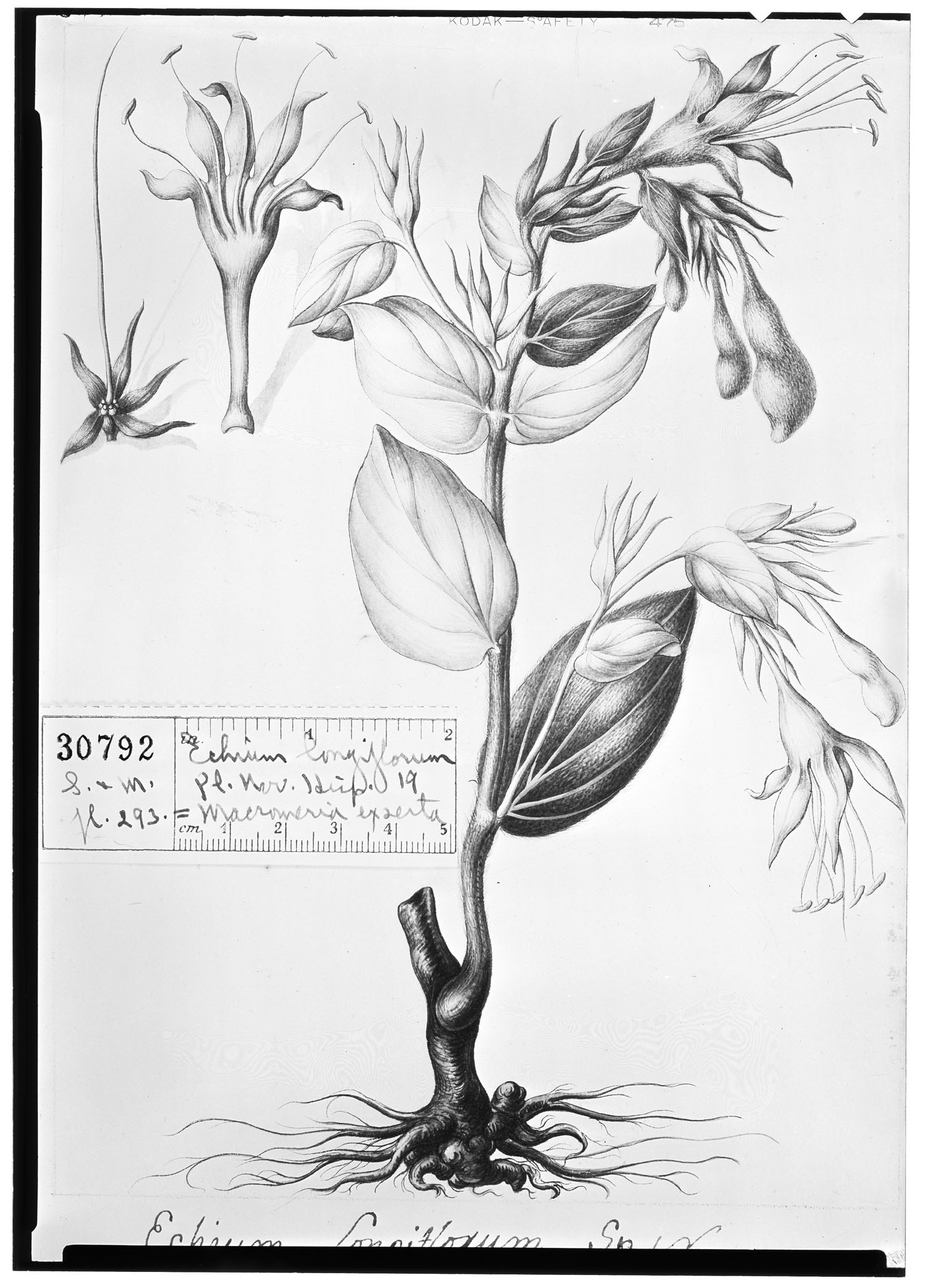 Moltkia angustifolia image