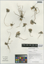 Corydalis aff. dolichocentra Z. Y. Su & Lidén, China, D. E. Boufford 30888, F