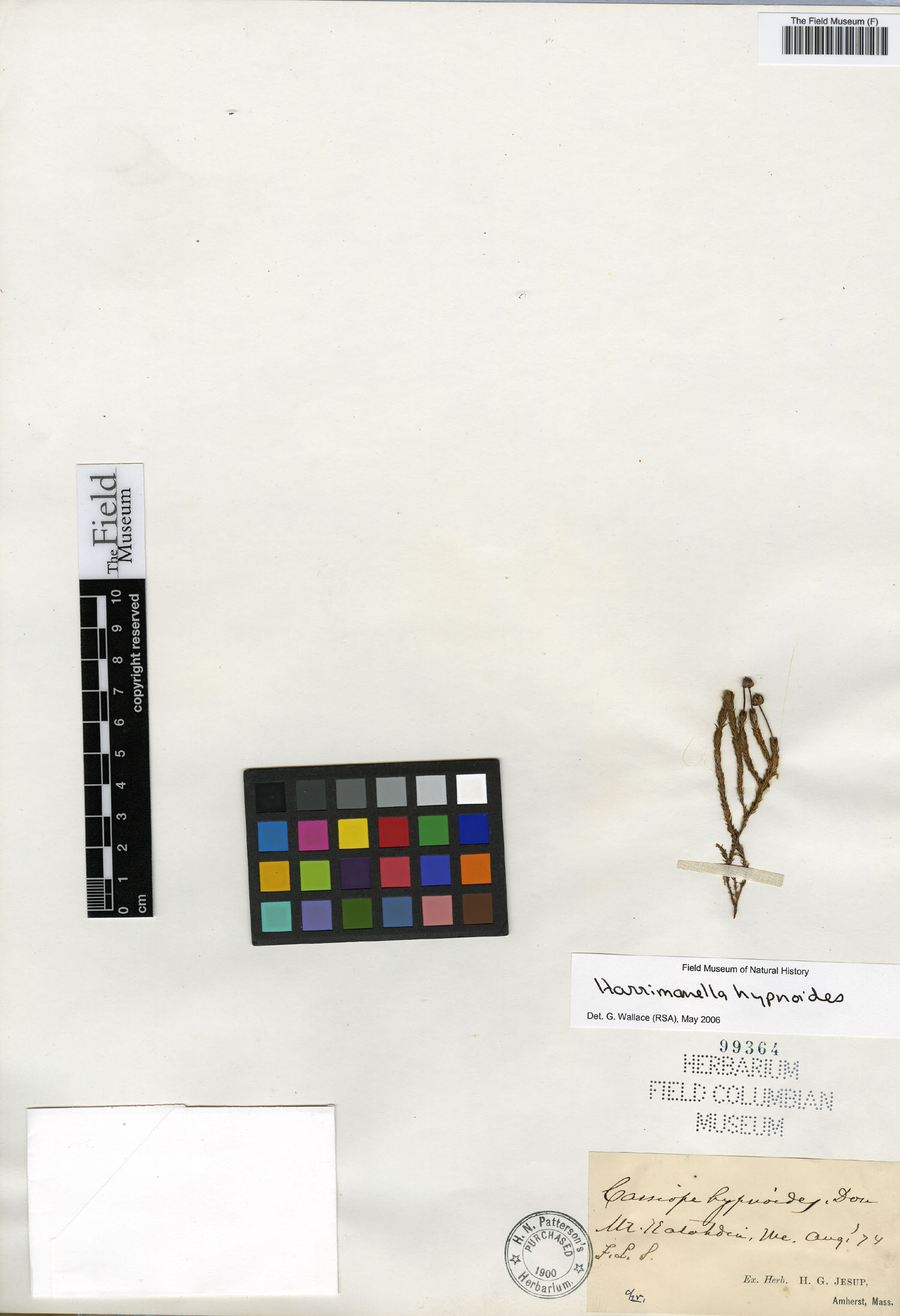 H. G. Jesup Herbarium Botanical Collections