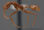 FMNHINS62700 p Aphaenogaster boulderensis PT