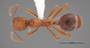 FMNHINS62702 d Aphaenogaster uinta PT