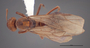 FMNHINS62710 d Formica laeviceps PT