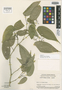 Leandra peltata Wurdack, PERU, J. J. Wurdack 2474, Isotype, F