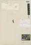 Spennera ferruginea Naudin, F. W. H. A. von Humboldt, Isotype, F