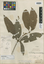 Aydendron amazonicum Meisn., PERU, E. F. Poeppig 2478, Isotype, F