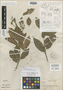 Nectandra astyla Rohwer, PERU, G. Klug 3288, Holotype, F