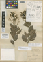 Nectandra astyla Rohwer, PERU, G. Klug 3288, Isotype, F