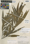 Nectandra wurdackii C. K. Allen & Barneby ex Rohwer, PERU, J. J. Wurdack 2099, Isotype, F