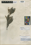 Oreodaphne cuprea Meisn., PERU, R. Spruce 4844, Isotype, F