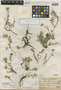 Alternanthera calicola Standl., PERU, J. F. Macbride 944, Holotype, F