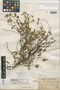 Alternanthera macbridei Standl., PERU, J. F. Macbride 967, Holotype, F