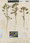 Amaranthus haughtii Standl., PERU, O. L. Haught F147, Holotype, F