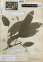 Rollinia neglecta R. E. Fr., PERU, G. Klug 333, Isotype, F