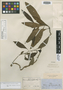 Celosia persicaria Schinz, PERU, R. Spruce 4929, Isotype, F