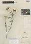 Syncretocarpus similis S. F. Blake, PERU, A. Weberbauer 5404, Isotype, F